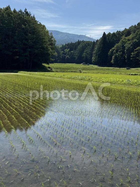初夏の信州の田んぼ 水田,田んぼ,稲の写真素材