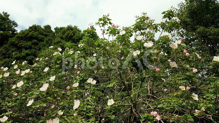 屋久島に咲く白い花　サキシマフヨウ05 サキシマフヨウ,ピンクの花,原生林の写真素材