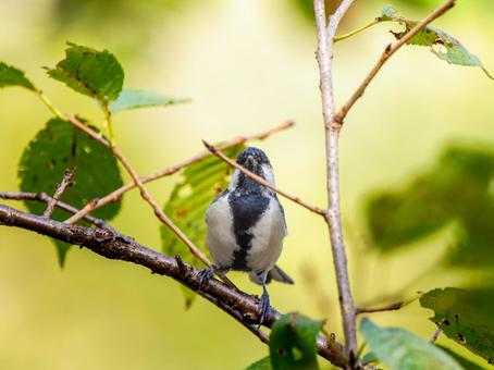 枝にとまるシジュウカラ 枝にとまるシジュウカラ シジュウカラ,野鳥,鳥の写真素材