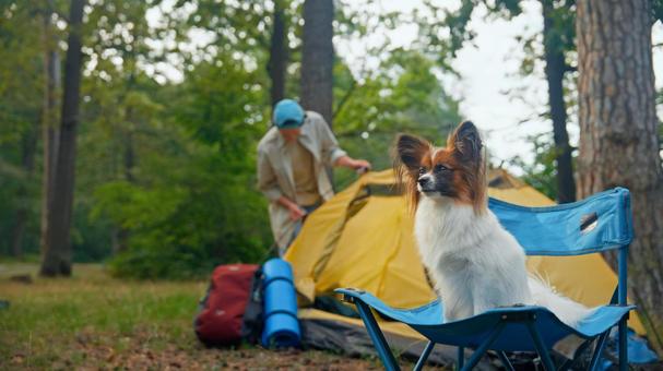 テント横で休む二人と犬 犬,チェア,お座りの写真素材