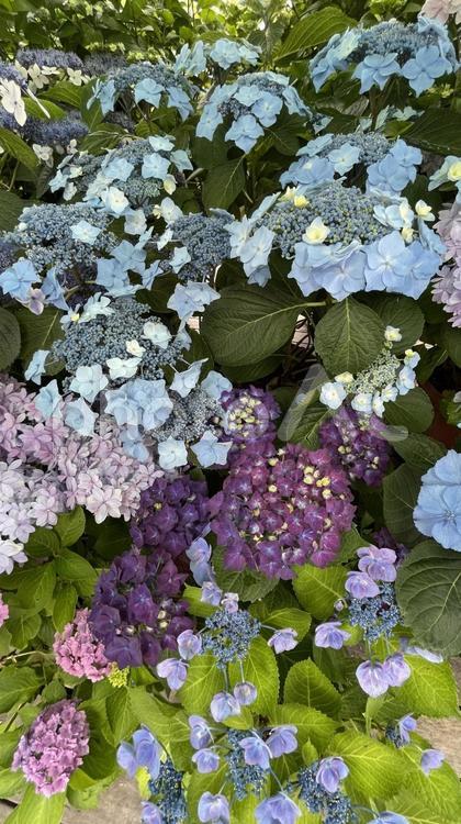 鎌倉の長谷寺！有名な紫陽花（あじさい） 紫陽花,あじさい,アジサイの写真素材