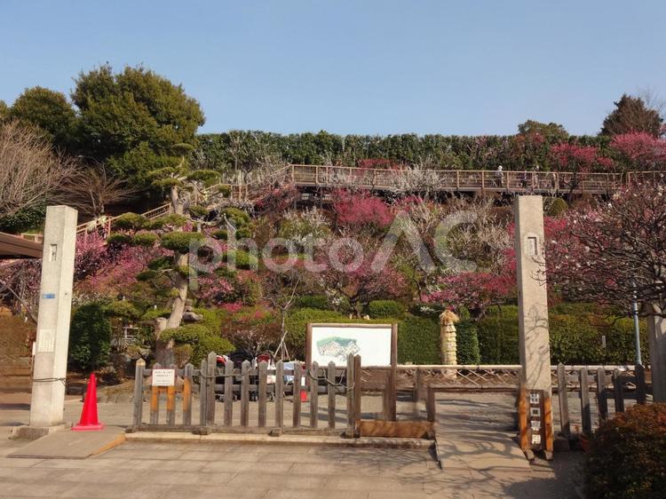 池上梅園の梅 池上梅園,池上,梅園の写真素材