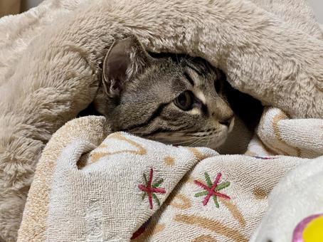 寝袋と毛布で暖かそうな猫 猫,キジトラ,虎猫の写真素材