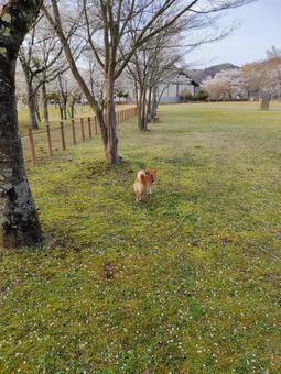 桜が咲く公園でお散歩する柴犬! 桜が咲く公園でお散歩する柴犬! 犬,シバ,柴犬の写真素材