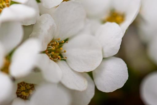 White petals of the spiraea, JPG White petals of the spiraea, JPG