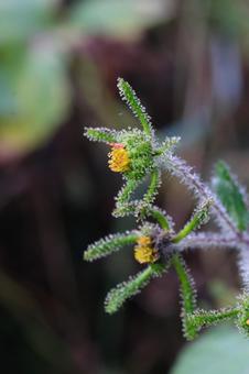 メナモミ メナモミ,雌ナモミ,キク科の写真素材