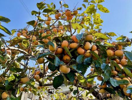 実りの秋 鈴なりの柿01 柿,カキ,フルーツの写真素材