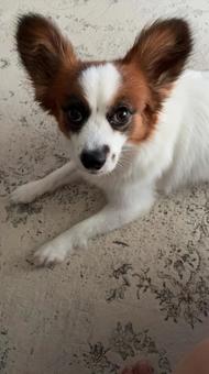 言葉を伝えようとする犬の眼力 言葉を伝えようとする犬の眼力の写真