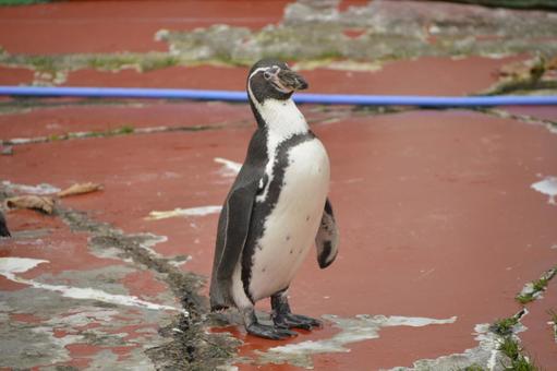 ペンギン ペンギン,フンボルトペンギン,釧路市動物園の写真素材
