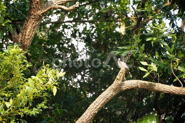 木陰に佇む野生の鳩 ハト,鳩,鳥の写真素材