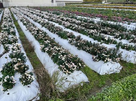 奈良　小菊畑 平群の小菊,平群,へぐりの写真素材