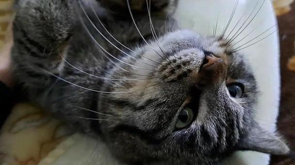 キジトラ猫5 キジトラ猫5の写真