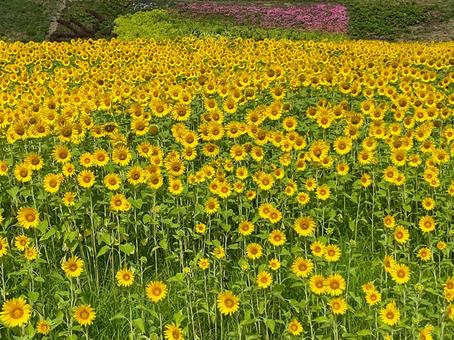 くりはま花の国 8月のひまわり畑 くりはま花の国 8月のひまわり畑の写真