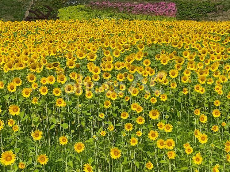 くりはま花の国　8月のひまわり畑 向日葵畑,ヒマワリ,花畑の写真素材
