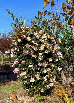 ある晩秋の日の公園のサザンカ_711M サザンカ,花,木の写真素材