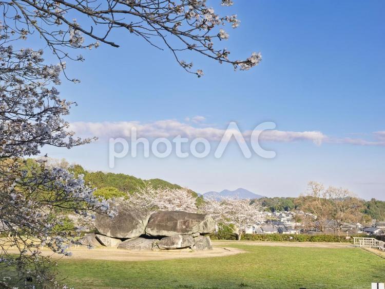 桜満開の春の石舞台 桜満開,春,快晴の写真素材