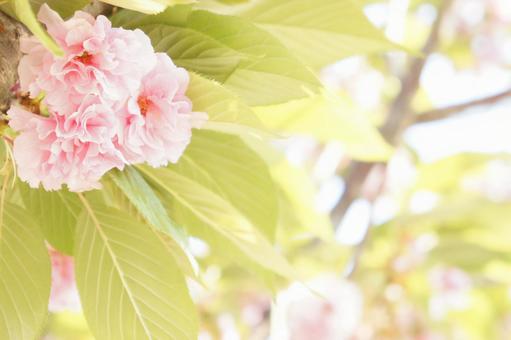 花 ピンク 木漏れ日 花 ピンク 木漏れ日の写真