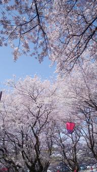 桜 桜の写真
