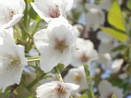 さくらのボケ背景-13の写真