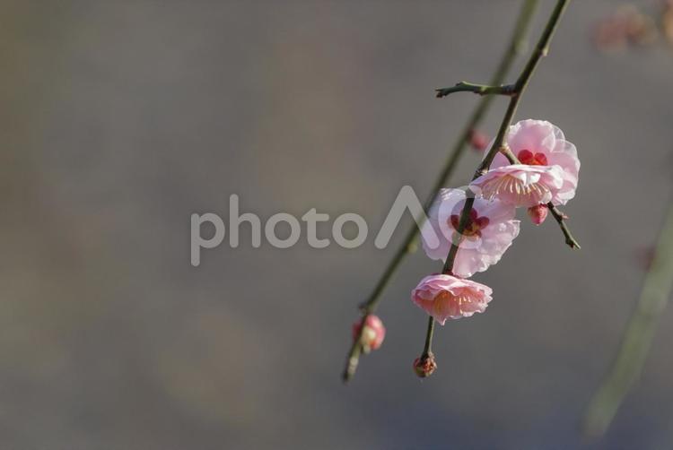 美しい背景と梅の花 梅,2月,冬の写真素材