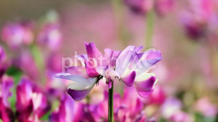 春の田んぼで花咲くレンゲソウ 蓮華草,花,春の写真素材
