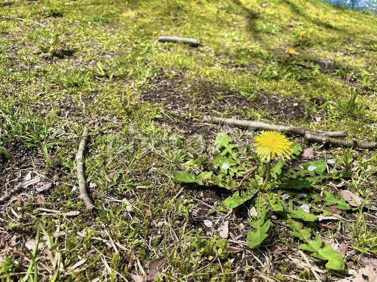 葉を広げて自然に根付くたんぽぽ たんぽぽ,蕗,芝の写真素材