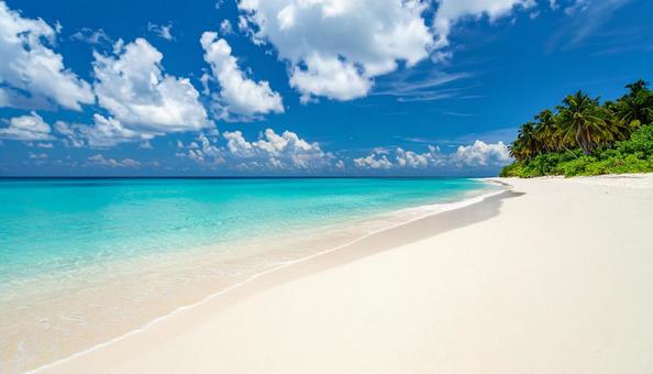 南国の青い海 ヤシの木の生えたビーチ 南国の青い海 ヤシの木の生えたビーチの写真