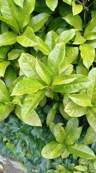 植物 植物 の写真