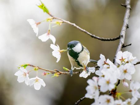 桜とシジュウカラ 桜とシジュウカラの写真