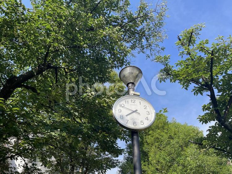 公園の時計 公園,時計,散歩の写真素材