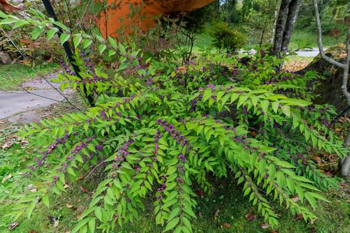 ムラサキシキブ ムラサキシキブ,秋,植物の写真素材