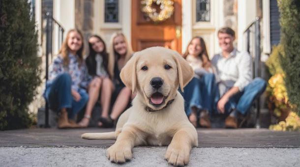玄関前の子犬・ラブラドールレトリーバー 玄関前の子犬・ラブラドールレトリーバーの写真