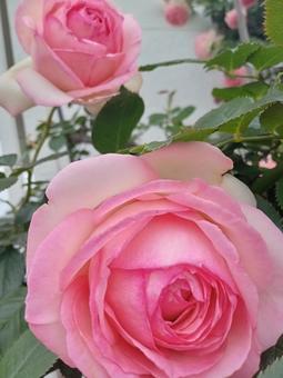 中がピンクのグラデーションの2輪の薔薇 中がピンクのグラデーションの2輪の薔薇 ガーデニング,5月,薔薇の写真素材