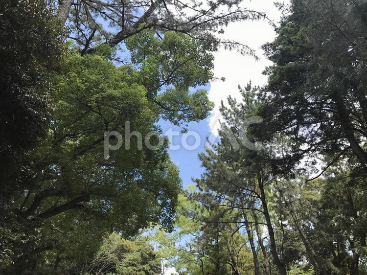 木漏れ日 木材,木,風景の写真素材