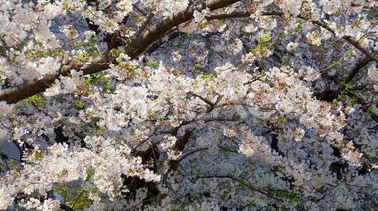 桜の季節！春に咲き誇る満開の花 桜,サクラ,花の写真素材