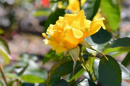 薔薇　ドフトゴールド 薔薇,ドフトゴールド,黄色の写真素材