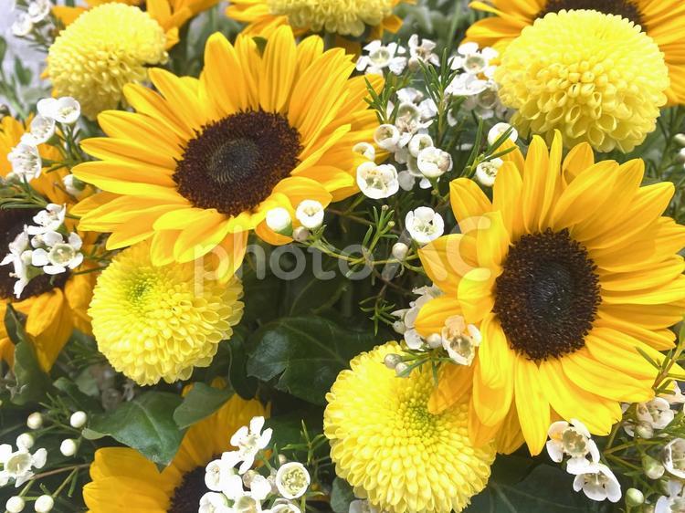 セレモニー祭壇花 ひまわり,フラワーアレンジメント,季語の写真素材