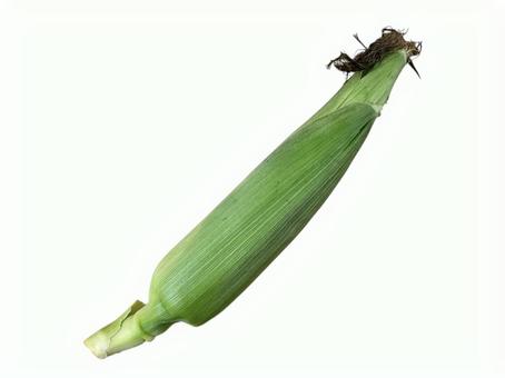 とうもろこし一本 とうもろこし一本 野菜,とうもろこし,夏野菜の写真素材