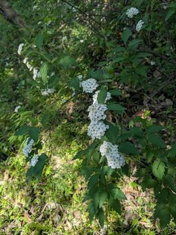 春の花コデマリ 春の花コデマリの写真