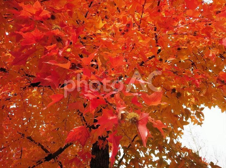 17.12.07モミジバフウの果実と紅葉１ 紅葉,モミジバフウ,アメリカフウの写真素材