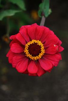 赤く輝く花 赤く輝く花 花,赤,赤色の写真素材