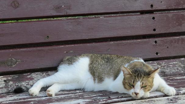 カメラ目線で夕涼みしているもふもふな猫様 カメラ目線で夕涼みしているもふもふな猫様の写真