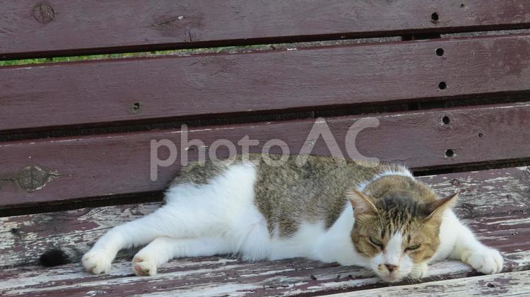 カメラ目線で夕涼みしているもふもふな猫様 猫,キジシロ,寝そべるの写真素材