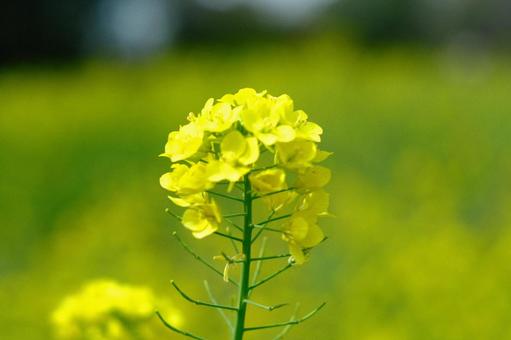 菜の花 菜の花の写真