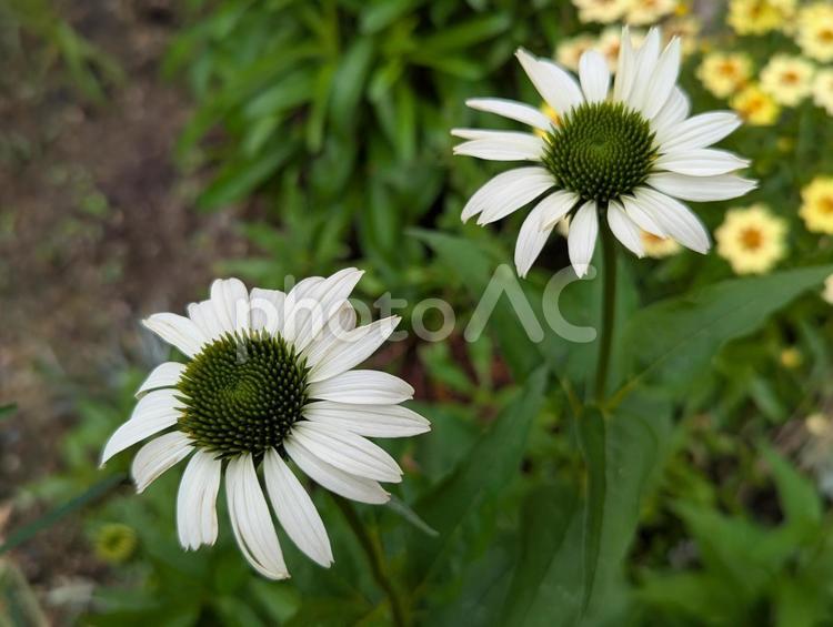 エキナセアの花  エキナセア,花,白の写真素材