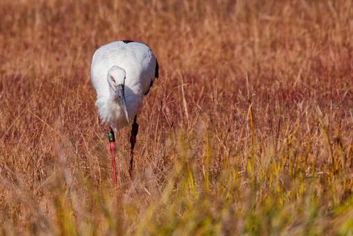 こちらに寄って来るコウノトリ コウノトリ,鸛,幸せを運ぶ鳥の写真素材