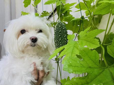 マルチーズとゴーヤ 犬,マルチーズ,家庭菜園の写真素材