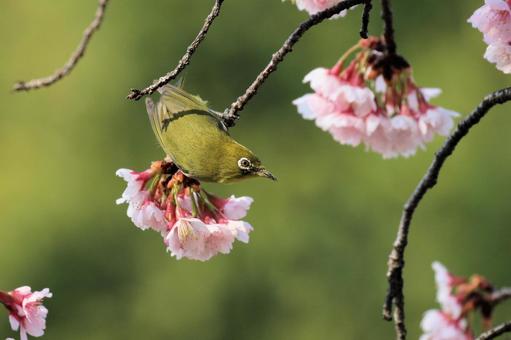 早咲きの桜とメジロ 早咲きの桜とメジロの写真