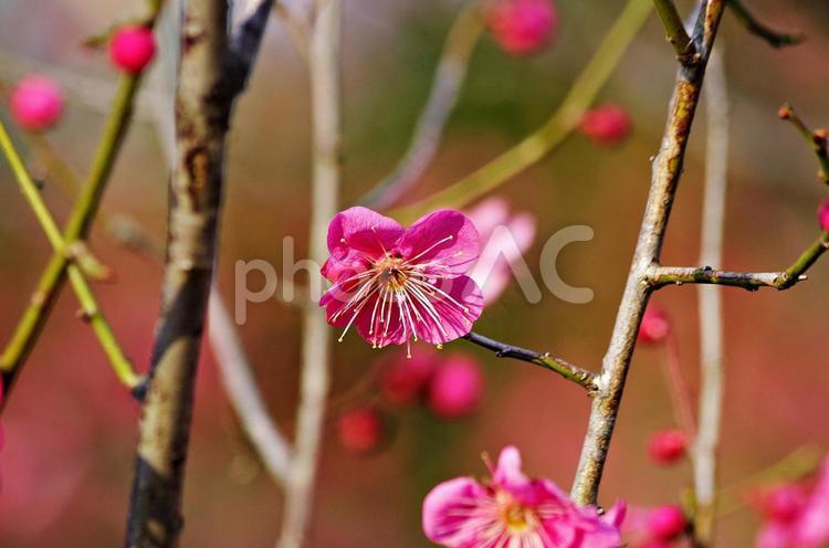 梅の花咲く季節 梅,紅梅,赤い梅の写真素材
