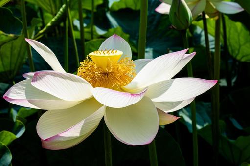 横から見た蓮の花 横から見た蓮の花の写真
